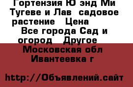 Гортензия Ю энд Ми Тугеве и Лав, садовое растение › Цена ­ 550 - Все города Сад и огород » Другое   . Московская обл.,Ивантеевка г.